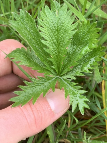 slender cinquefoil (Potentilla gracilis)
