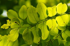 Dalbergia granadillo