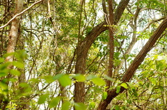 Dalbergia granadillo