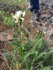 Astragalus reventiformis