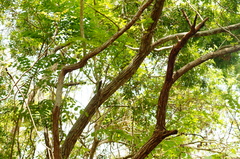 Dalbergia granadillo