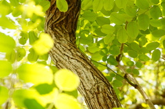 Dalbergia granadillo