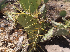 Opuntia chisosensis