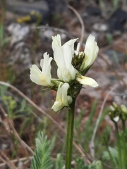 Astragalus reventiformis