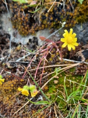 Crocidium