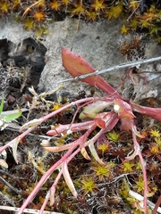 Crocidium