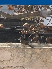 Zonotrichia capensis chilensis