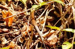 Aspidoscelis guttatus