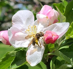 Andrena crataegi