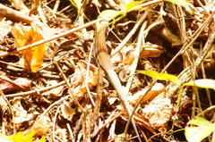 Aspidoscelis guttatus