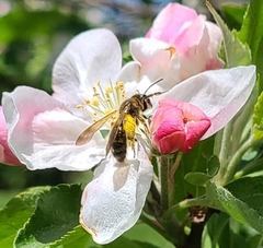 Andrena crataegi
