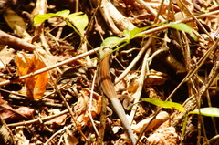 Aspidoscelis guttatus