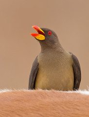 Yellow-Billed Oxpecker photo 3