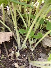 Asarum canadense canadense