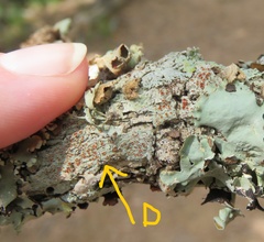 Haematomma persoonii