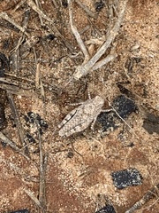 Trimerotropis maritima