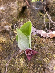 Asarum canadense canadense