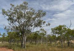 Eucalyptus microneura