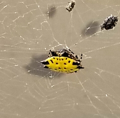 Gasteracantha cancriformis