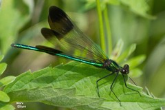 Calopteryx aequabilis