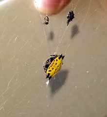 Gasteracantha cancriformis