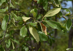 Terminalia platyptera