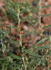 Indigofera linifolia