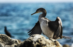 Gulosus aristotelis desmarestii