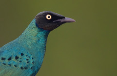 Lamprotornis caudatus