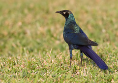 Lamprotornis caudatus