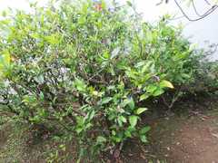 Burchellia bubalina
