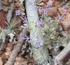 Haematomma persoonii