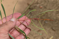 Syzygium eucalyptoides