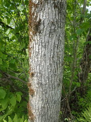 Fraxinus nigra image
