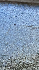 Lophodytes cucullatus