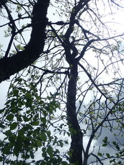 Fraxinus nigra image