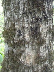 Fraxinus nigra image