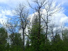 Fraxinus nigra image