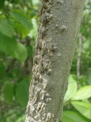 Fraxinus nigra image