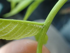 Fraxinus nigra image