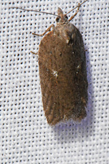 Acleris busckana