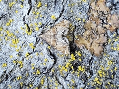 Petrophila jaliscalis