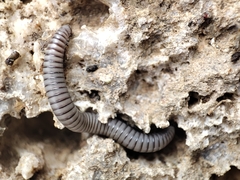 Ommatoiulus rutilans