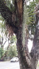 Rhipsalis floccosa
