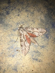 Erinnyis yucatana