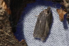 Acleris busckana