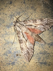 Erinnyis yucatana