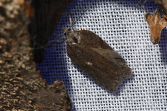 Acleris busckana