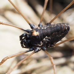 Platybunus