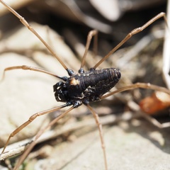 Platybunus
